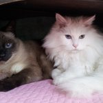 (냥판)  미키와 <b>로미</b> 첫 소개