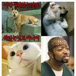 웃긴 움짤~ 동영상~저장할 준비 됐음?!!!!!!