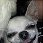 저희<b>집</b> 막둥이 <b>사진</b> 보고 웃고 가세요~