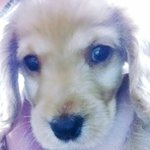 <사진多> 잉글리쉬 코카스파니엘의 육견일기!? 2탄