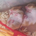 생소한 쥐판 <잠잔<b>die</b>새끼야>