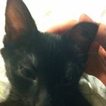 냥판) chapter 1 - 초보집사와 <b>나비님</b> (초큼 김)