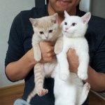 우리집 아이스크림 두 냥이 (2)