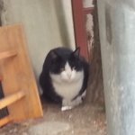 길냥이랑 친해지기 <b>다섯</b>번째이야기