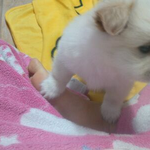 남친이랑 함께 키우는 강아지