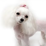 !!한예슬닮은 푸들강아지!!    바니공주~~~