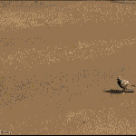 닭둘기 만렙.<b>gif</b>