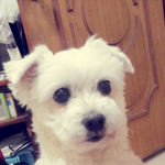 나를 지켜준(?)우리집 강아지