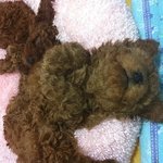 우리<b>집</b>강아지 <b>네</b>마리 사진 (유)느님