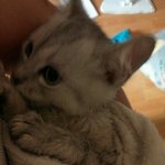 브리티쉬숏헤어 미요&amp;<b>요미</b>(사진많음)