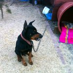 사진有] -도베르만-우리집개구경해보시라개