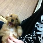 <사진多> 잉글리쉬 코카스파니엘의 육견일기!? 4탄