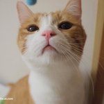 결벽증 고양이(유봉이네)