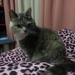 [김괭] 김고양이 스물아홉번째