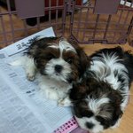 우리둔팅이 똥먹는<b>버릇</b>..ㅠㅠㅠㅠ