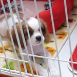 제 반려견 소개합니다!