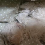 [<b>보리</b>보리~]저희집새식구 <b>보리</b>를 소개함니돠