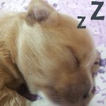 1 <b>x</b> 우리집 귀염둥이 망고를 소개합니다!