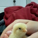 학교앞에서 닭을 샀더니(사진有)