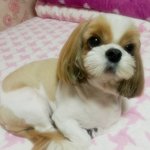 (개판)우리 똘망이를 소개합니다!