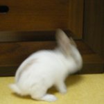 [<b>호두</b>판]모태솔로....잘생긴 토끼를 데려가세요(공개구혼)