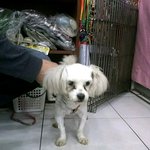 유기<b>견이</b>였던 우리 마루는 천재견.ㅋ