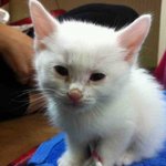 우리집 아이스크림 두 냥이 (3)