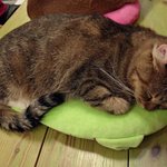 <b>일산</b> 고양이카페 냥이시대 언년이 ^-^