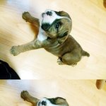 새끼<b>불독</b>데려왔는데 우리가족눈에만 이뻐보이는거겠져