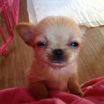 내가 지주인인지 지가 내주인인지 모르는 울집 <b>히</b><b>릿</b> 소개합니당!!