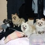 개(犬)가족을 소개합니다