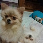 콩이와 인절미  도대체