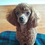 인형아닙니다 귀<b>염주</b>의 콩콩이를 소개합니당