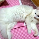 [냥판] 대두김용배의 움직이기 싫어요(쩌는스압)