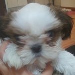 [이반장] 성격 보통 넘는 강아지