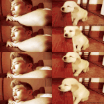 ✖✖✖강아지 닮은 아이돌✖✖✖