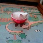 우리집 <b>사비</b>를 소개함니당~