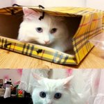 시부모님과 고양이 싸움...후기입니다..;;