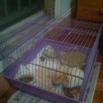 애완<b>오리</b> 키워보셨어요!!??@,@  (추가 +)