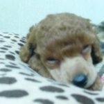 (귀<b>염주</b>의) 저도 우리집 푸들 자랑하고파요 !!!!