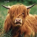 간지가 뭔가 남다른 <b>동물</b>들