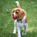 (개판) @@@@캐벌리어 킹 찰스 스페니얼의 실체(스크롤압박 사진有모차)@@@@