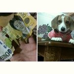 저 강아지 <b>종류</b>가 모죠?