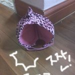 ＃#<b>속옷</b>으로 만든 강아지 모자!!!