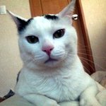 [냐옹] 대두김용배의 내가이겼다쉬먀