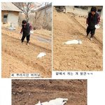 [귀염주의] <b>밭일</b>하시는 귀염터지시는 어머님ㅋㅋㅋㅋㅋㅋㅋㅋㅋㅋㅋㅋㅋㅋ