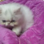 <냥이판>못생겼지만 이쁜냥