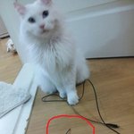 우리집냥이 와사비두둥