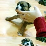 새끼<b>불독</b>데려왔는데 우리가족눈에만 이뻐보이는거겠져 222222