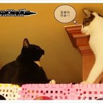 아빠고양이 vs 아들고양이의 <b>대결</b>